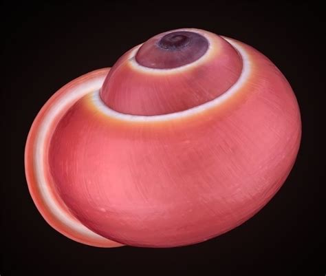 Sea Snail, Snail Shell, Zen Pictures, Types Of Shells, Mollusca, Color ...