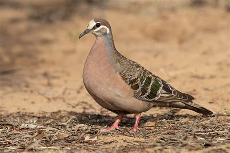 Common Bronzewing male - Patchewollock - Common bronzewing - Wikipedia ...