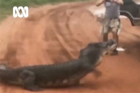 Crazy moment worker almost eaten by crocodile in Australia