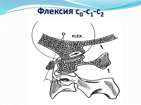 Анатомия шейного отдела позвоночника - презентация онлайн