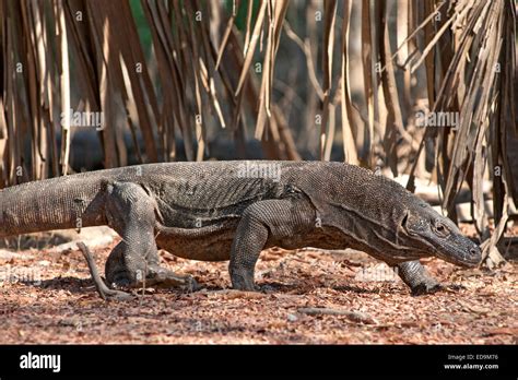 komodo habitat high resolution stock photography  images alamy