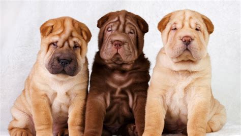 Chinese Shar-Pei Dog Breed Profile – Top Dog Tips