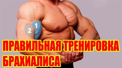 ПРАВИЛЬНАЯ ТРЕНИРОВКА БРАХИАЛИСА - YouTube