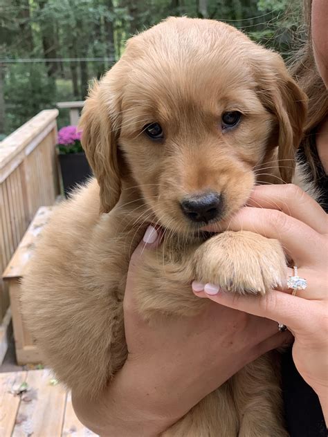 Oak grove animal hospital phone number