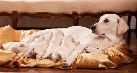 Animals That Give Birth