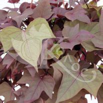 Ипомея Батата серия «Свит Каролайн | Plants, Garden