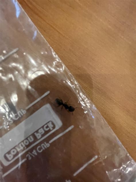 What kind of ant is this? : r/ants