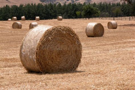 hay rolls stock image image  agriculture rolls primary