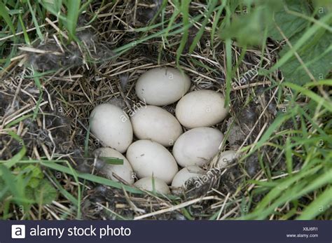 mallard nest eggs stock  mallard nest eggs stock images alamy
