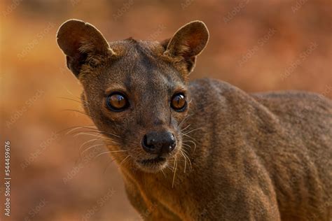 Fossa - Cryptoprocta ferox long-tailed mammal endemic to Madagascar ...