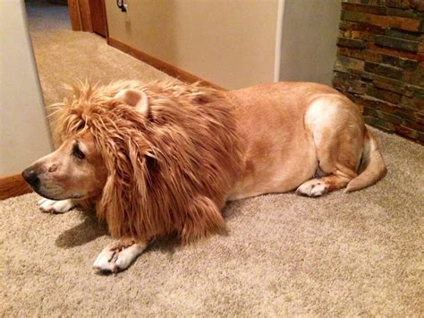 Lion Mane Dog Costume - Etsy