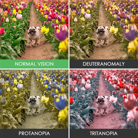 You'll Be Surprised How People With Color Blindness See The World (10