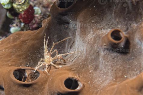 A colorful hermit crab head detail 12553942 Stock Photo at Vecteezy