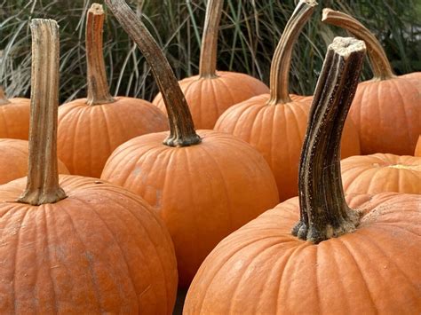 pumpkins  jigsaw puzzle awesome puzzles  play