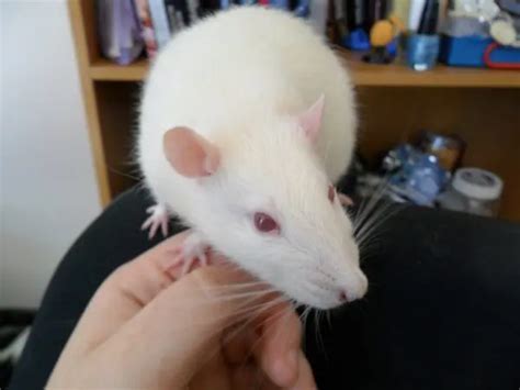 Breeds, varieties and colors of domestic rats, photos and names