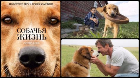 Фильм «Собачья жизнь» (2017): Реинкарнация с изюминкой