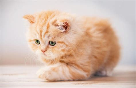 Premium Photo | Fluffy kitten looking curiously copy space