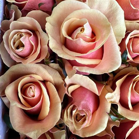 Rose pink amaretto | DP FLOWERS