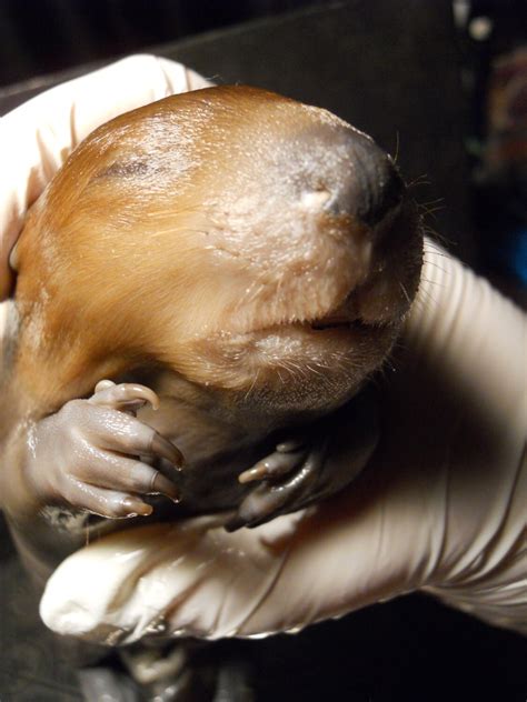 Baby Beaver Fetus Wet Specimen Taxidermy In a Jar