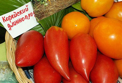ЯРОСЛАВСКИЕ ТОМАТЫ