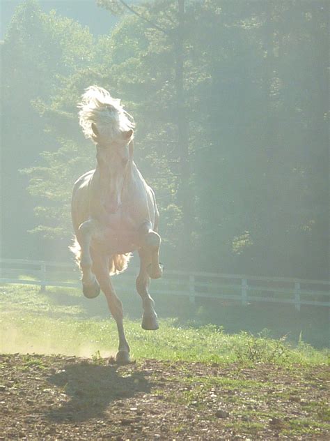 Saphiro Photo Gallery | JC Andalusians