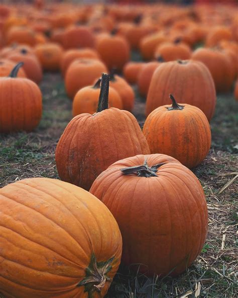 Download Pumpkin Patch Close-up Wallpaper | Wallpapers.com