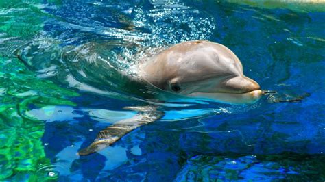 Mac Wallpaper Dolphin - 2560x1440 Wallpaper - teahub.io