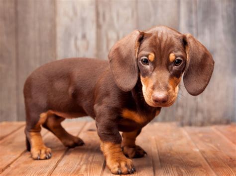 You Can Now Visit an Entire Museum Dedicated to Weiner Dogs