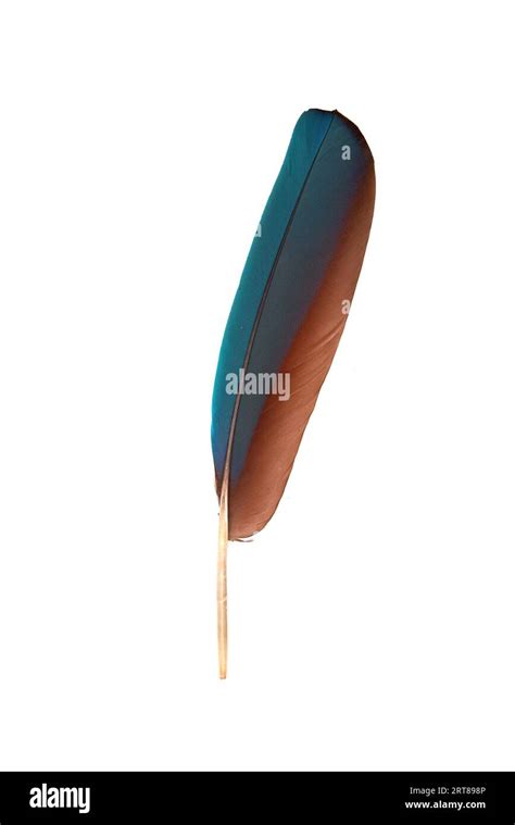 colourfull feather  parrot stock photo alamy