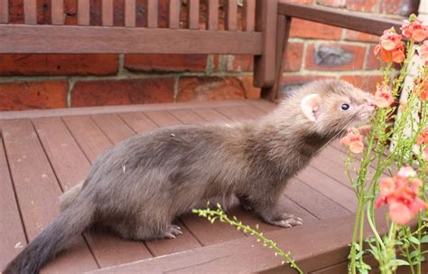 Pin by Cindy Rippel on Ferret crazy! | Cute ferrets, Cute animals ...