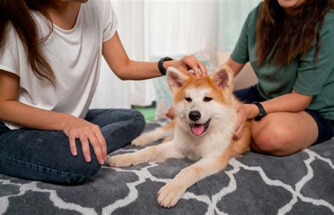 animal cove pet hospital 1