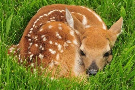 Little deer - Wander Lord