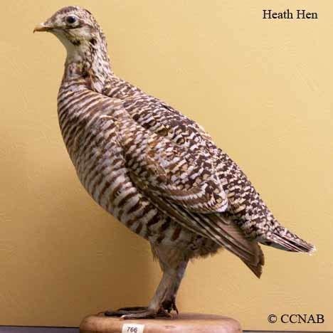 heath hen alchetron   social encyclopedia