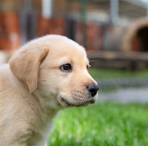 guide dogs guide dogs queensland