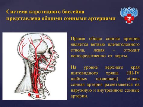Кровоснабжение головного мозга - презентация онлайн