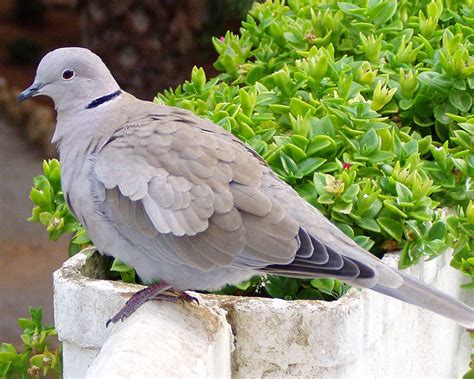 Turtle Doves are everywhere – Mark Avery