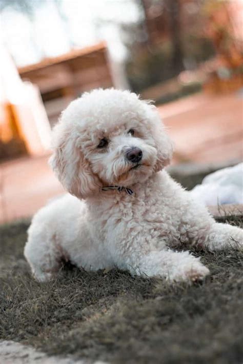 white miniature poodle full grown