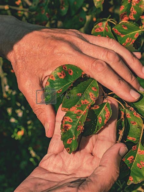 Pucciniales Rust on pear leaves. Red dots disease by rdonar2 Vectors