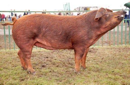 Duroc Pig Pictures | Pig breeds, Pig, Breeds
