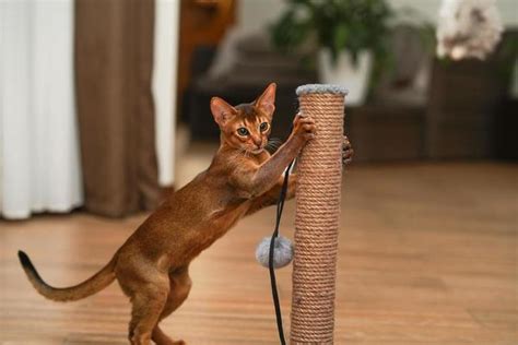 Cat Scratching Stock Photos, Images and Backgrounds for Free Download