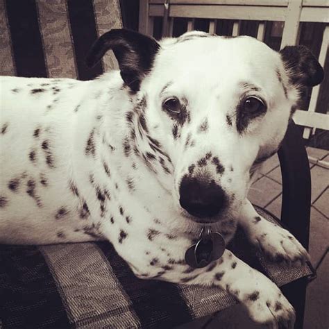 A Corgi Dalmatian Mix - Why You Should (Not) Get This Crossbreed