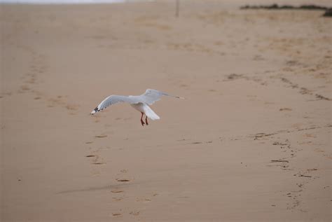 Bird Seagull Flying - Free photo on Pixabay - Pixabay