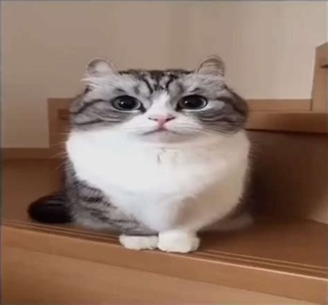 Создать мем "кошка, котик мем, смешные коты" - Картинки - Meme-arsenal.com