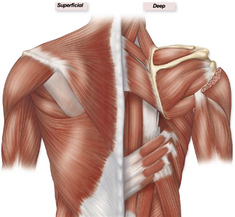 muscles that move the scapula Diagram | Quizlet