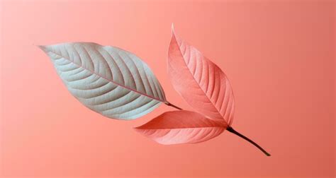 Aesthetic Leaf Stock Photos, Images and Backgrounds for Free Download