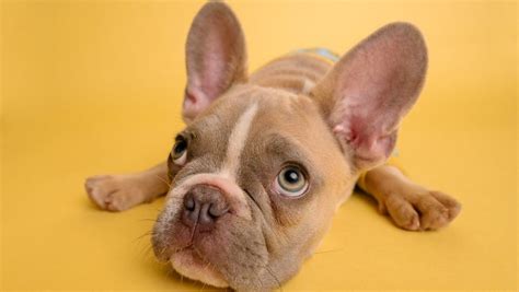 Francuski buldog - Karakteristike i sve o rasi | Bubi Pet Shop