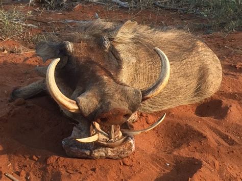 Hunting Warthog in South Africa