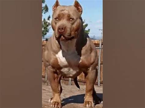 пидбул🥰🤩 - YouTube