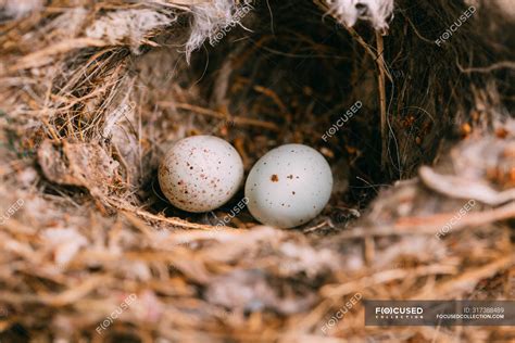 Tree Sparrow Eggs