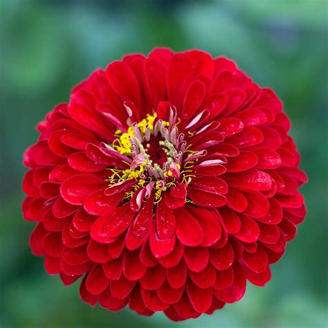Zinnia Seeds - Benary's Giant Scarlet | Flower Seeds in Packets & Bulk